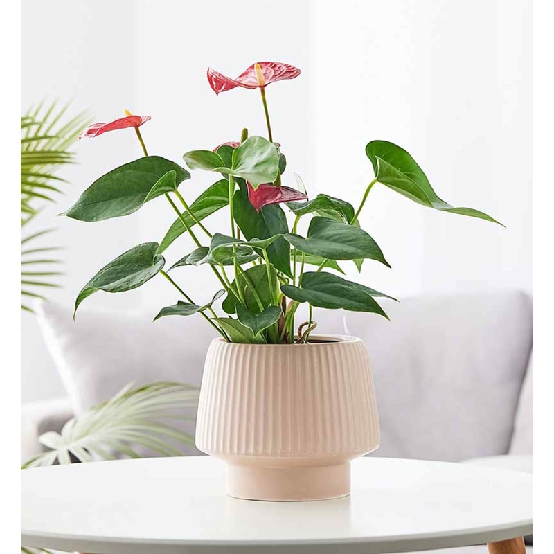 Blush Pink Textured Ceramic Planter