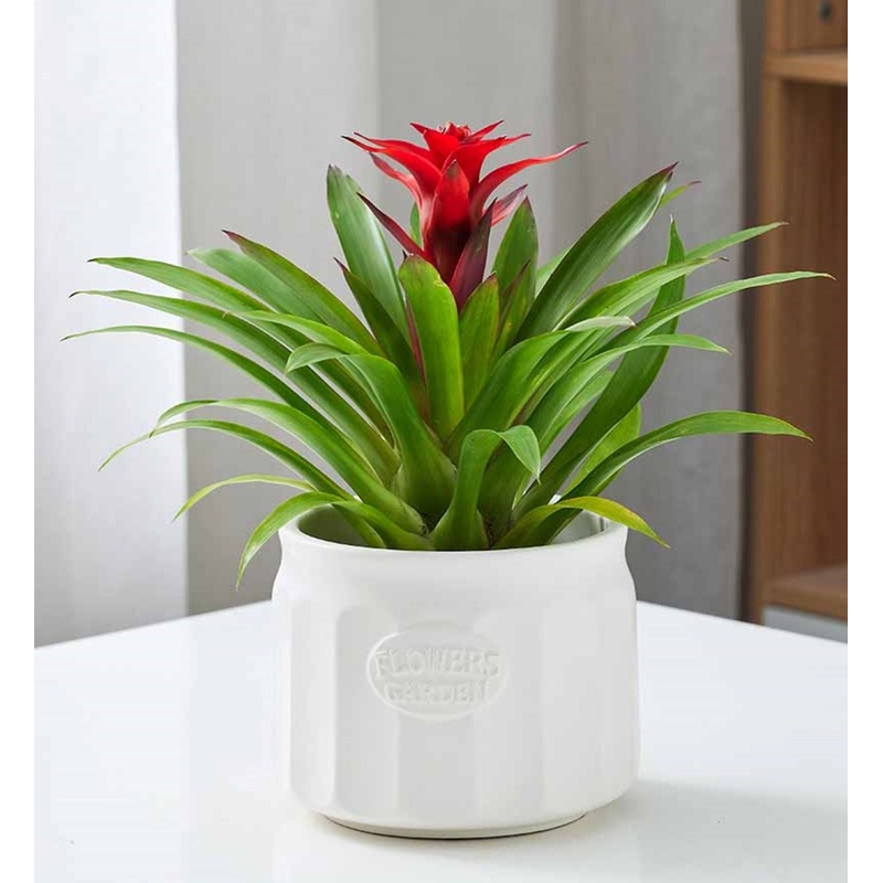 Smooth Curve Glossy Planter  Modern Indoor Planter