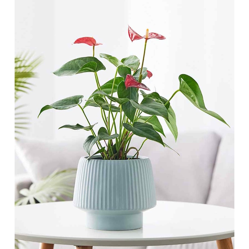 Soft Blue Ribbed Ceramic Planter  Modern Round Pot for Home & Office Decor