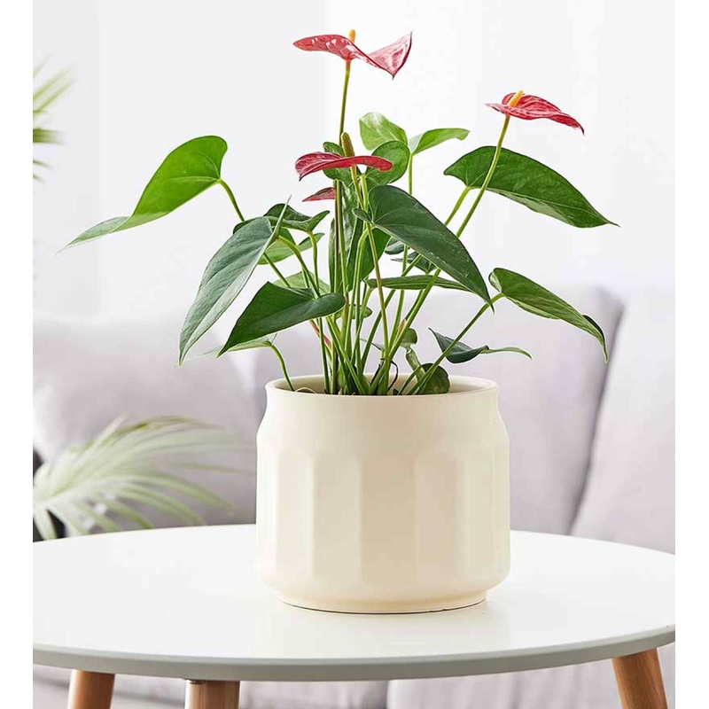 Soft Cream Ribbed Ceramic Pot  Modern Decorative Planter for Home and Office