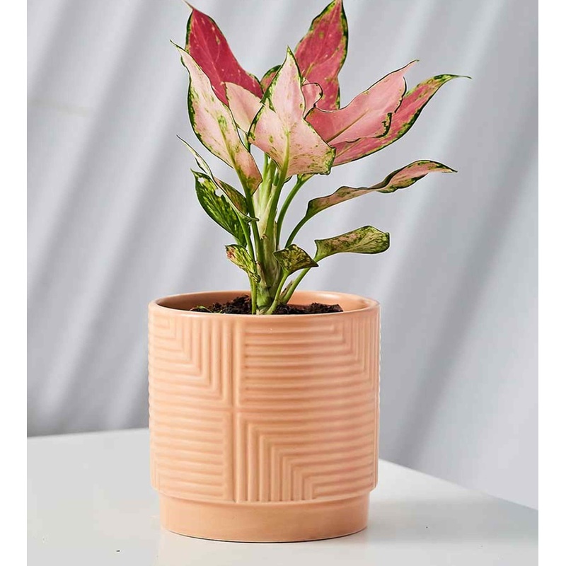 Soft Pink Geometric Ceramic Planter – Modern Embossed Design