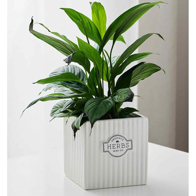 Square White Ceramic Herb Planter with Vertical Ridges