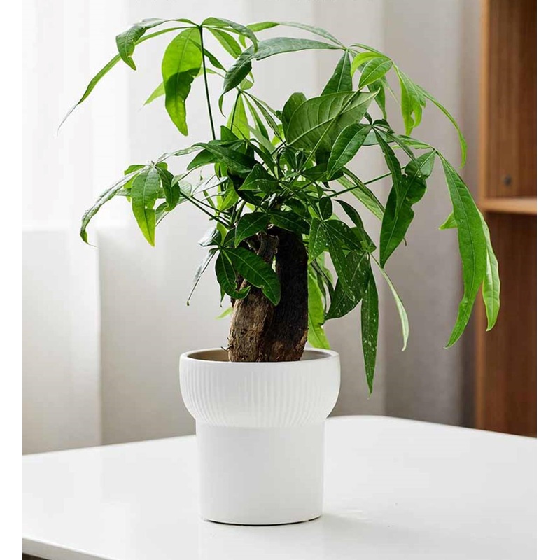 Tall White Bonsai Planter with Simple Art Modeling – Decorative Ceramic Pot for Home and Office