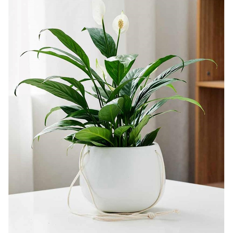 White Ceramic Hanging Planter with Rope
