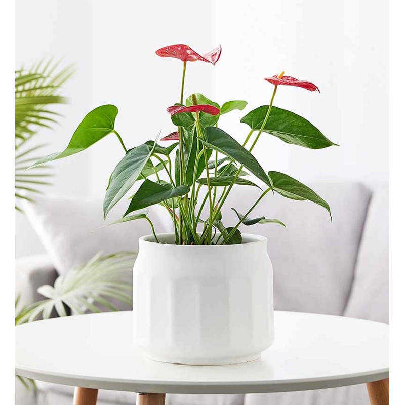 White Jar Ceramic Pot  Modern Indoor & Outdoor Planter