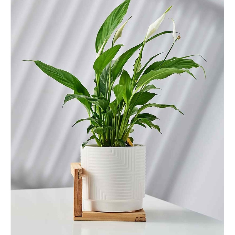White Round Ceramic Planter