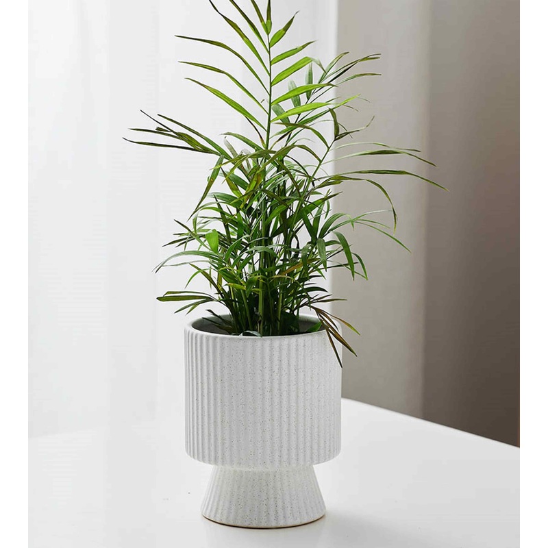 White Spike Pot for indoor plants
