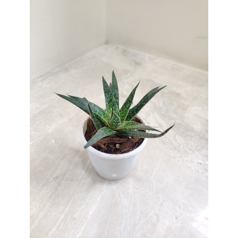 Aloe Zambezi Succulent Plant
