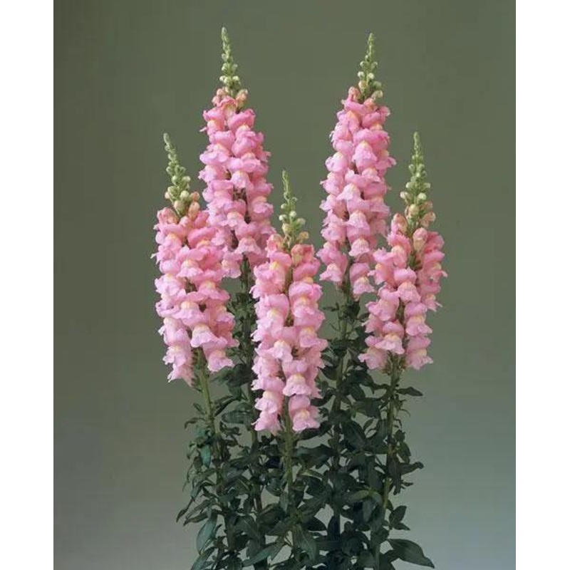 Antirrhinum Legend Pink Flower Seeds
