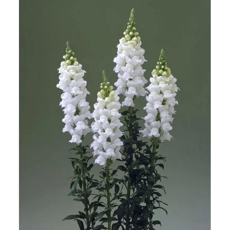 Antirrhinum Legend White Flower Seeds