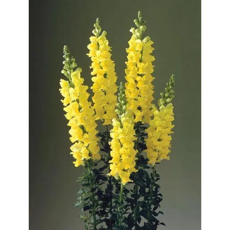 Antirrhinum Legend Yellow Flower Seeds