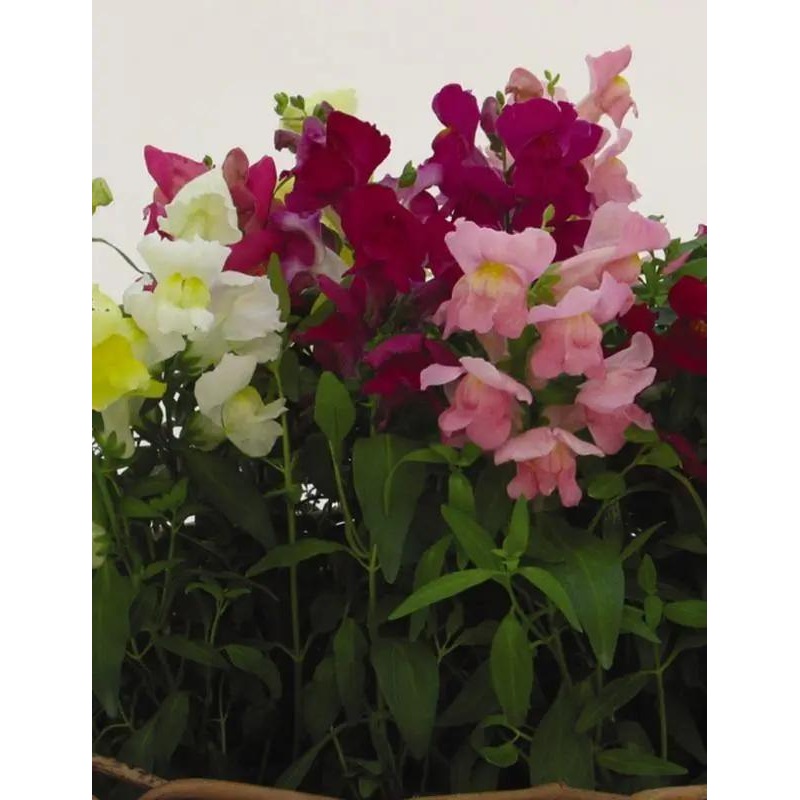 Antirrhinum Snapshot Mix Flower Seeds