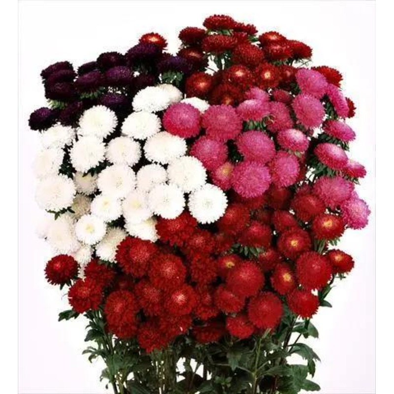 Aster Bonita Mix Flower Seeds
