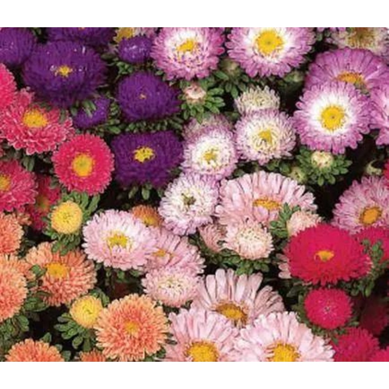 Aster Matsumoto Mix Flower Seeds