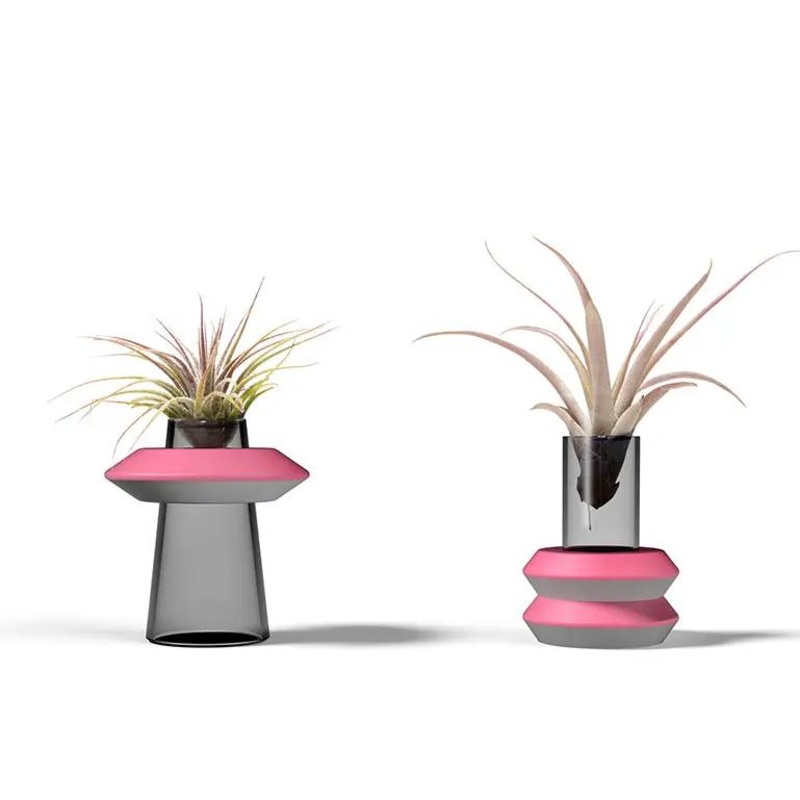 Bound By Love Air Plant (qty-1)