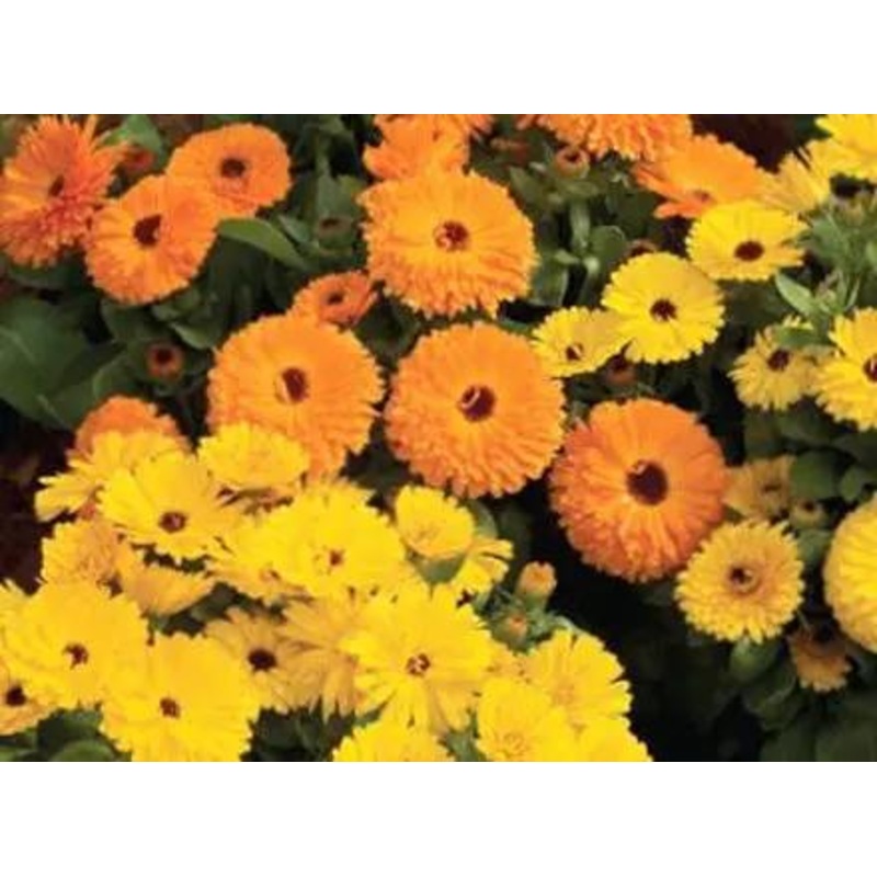Calendula Calypso Yellow W/Black Center Flower Seeds