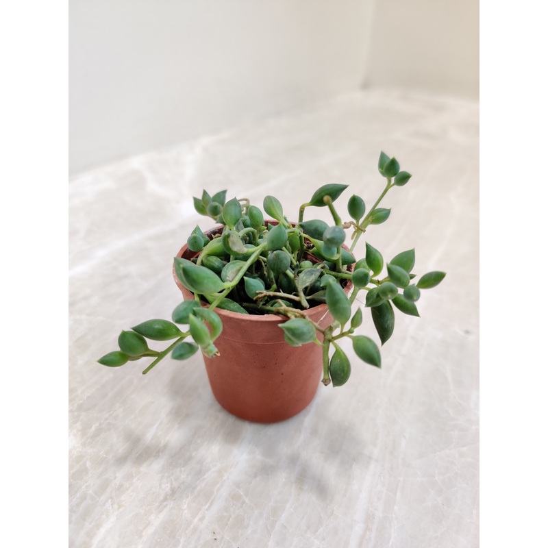String of Tears (Senecio Herreianus) Small Succulent Plant