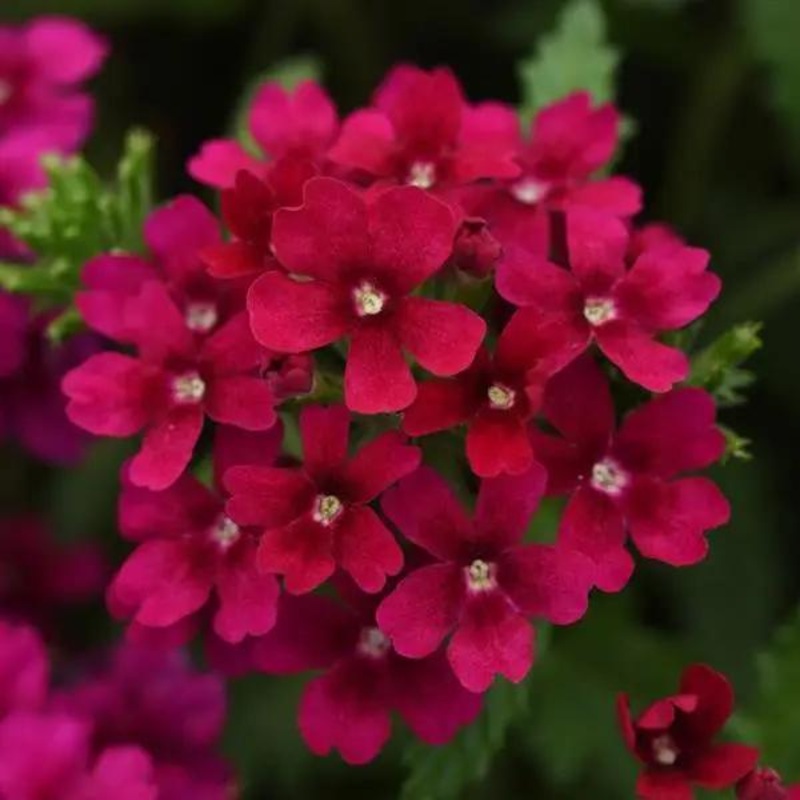 Verbena Quartz Bordeaux Flower Seeds