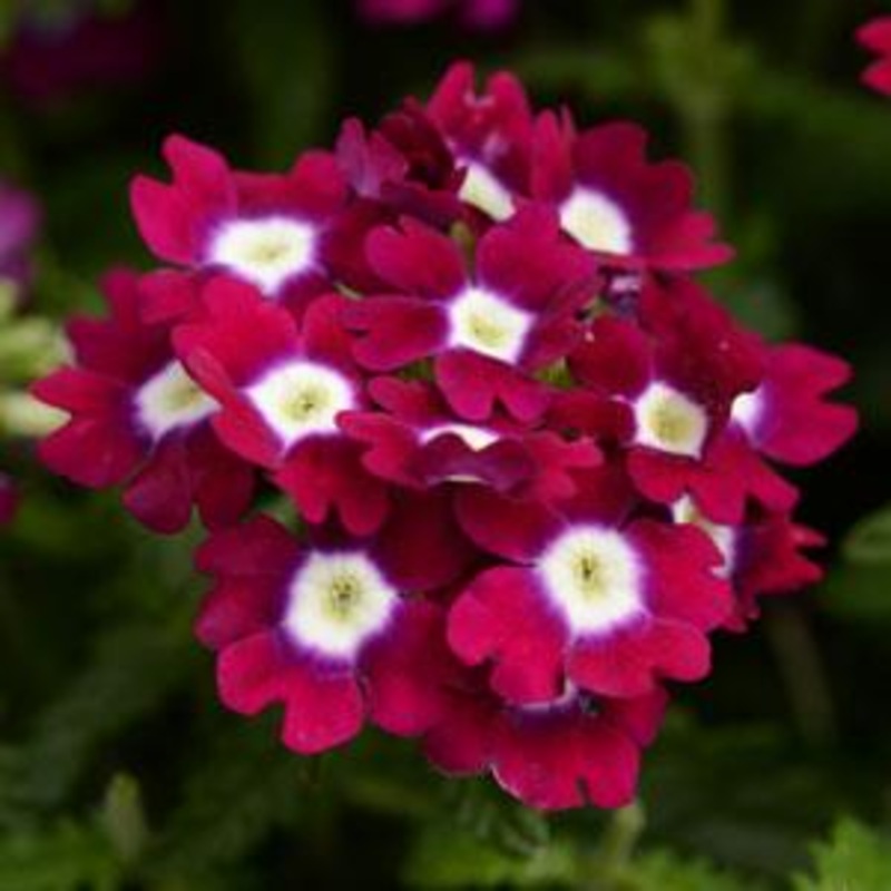 Verbena Quartz Burgundy With Eye Flower Seeds