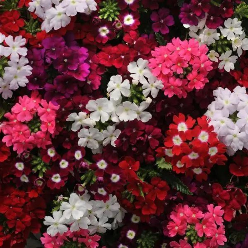 Verbena Quartz Mix Flower Seeds