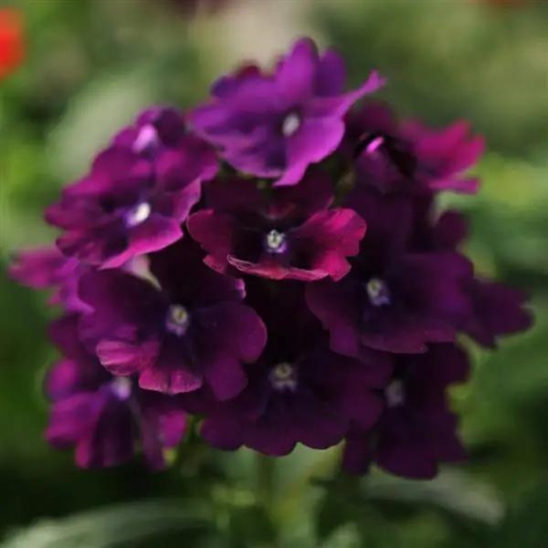Verbena Quartz Purple Flower Seeds