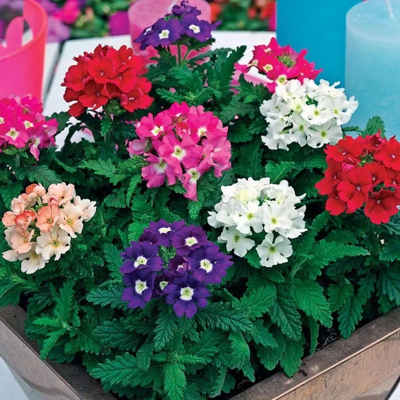 Verbena Tuscany Mix Flower Seeds