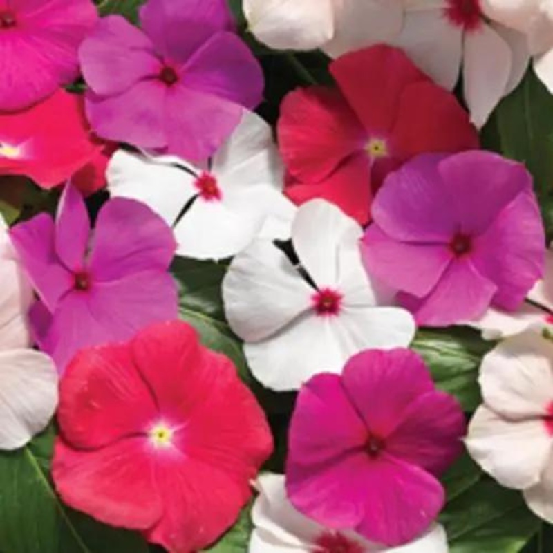 Vinca Cora cascade Mix Flower Seeds