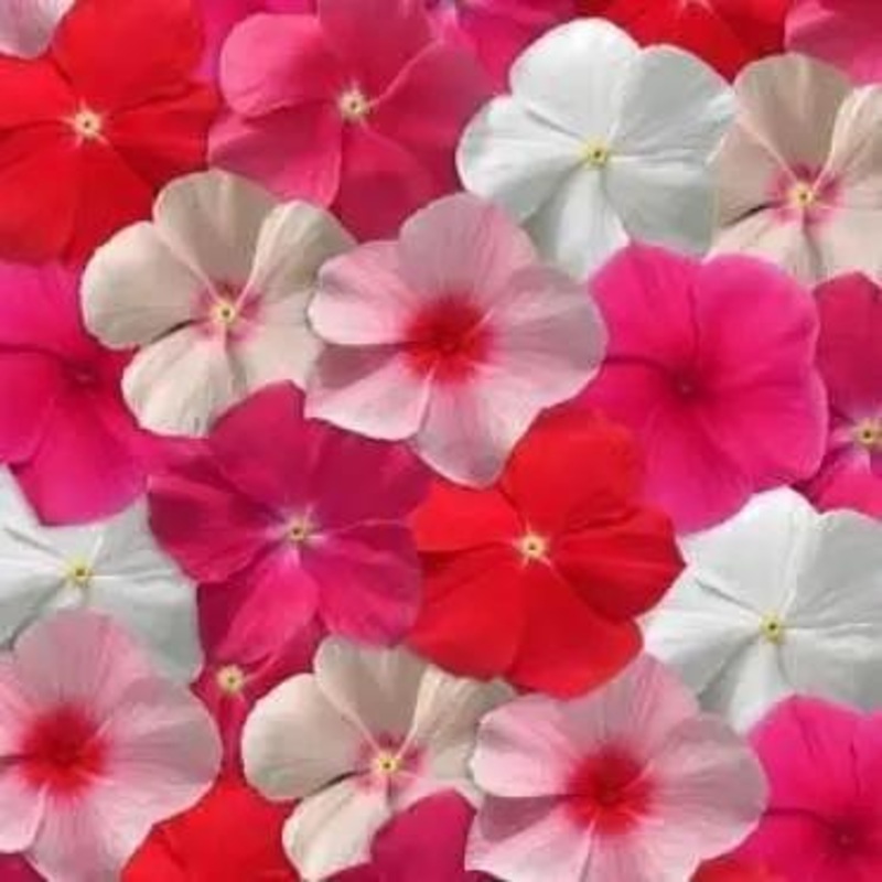Vinca Mediterranean Mix Flower Seeds