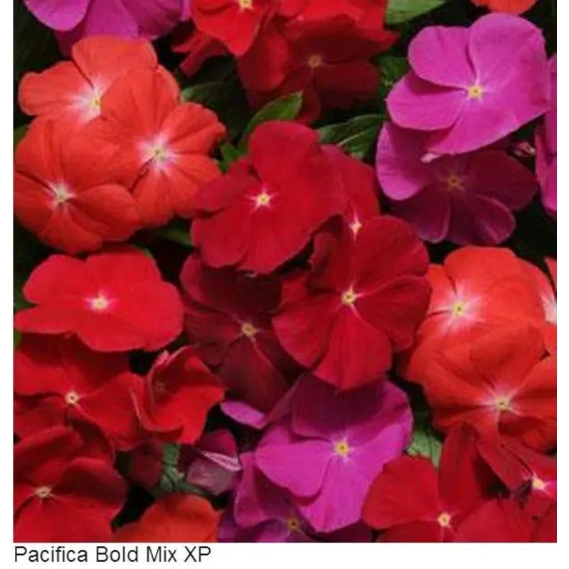 Vinca Pacifica Bold Mix Flower Seeds