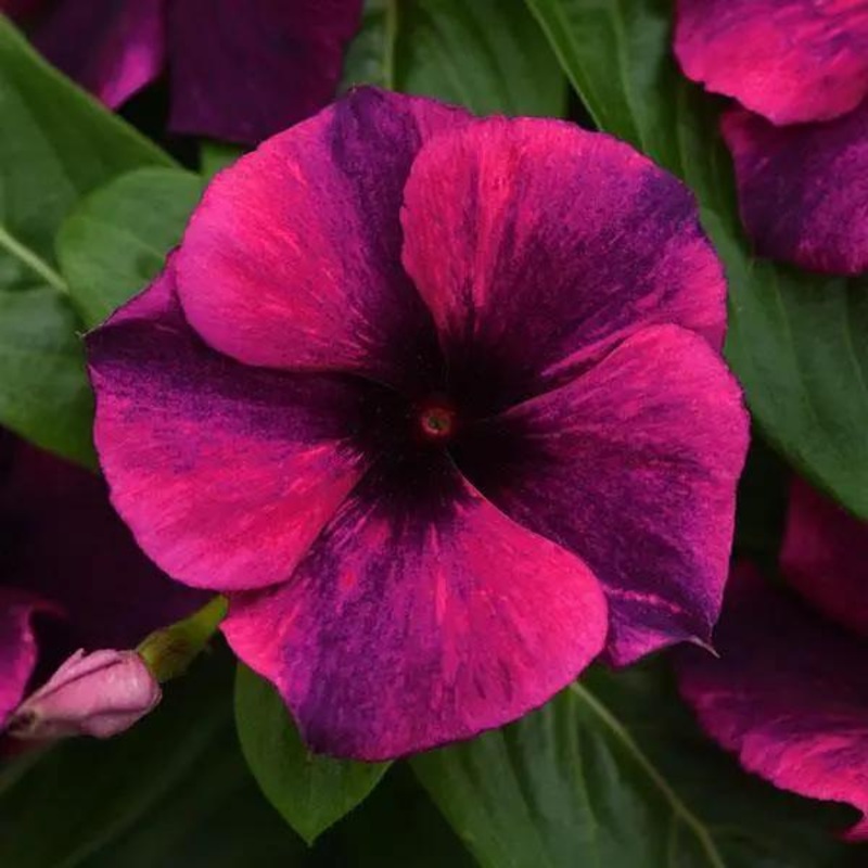 Vinca Tattoo BlackCherry Flower Seeds