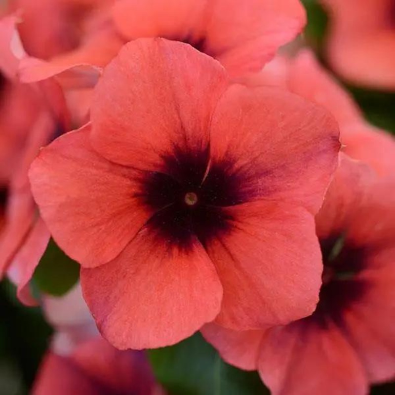 Vinca Tattoo Papaya Flower Seeds