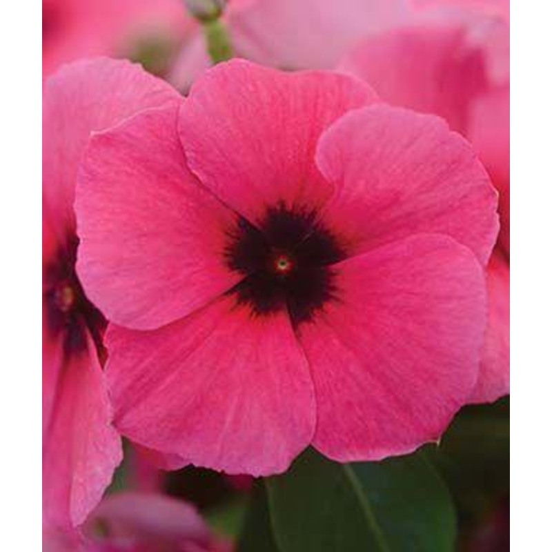 Vinca Tattoo Raspberry Flower Seeds