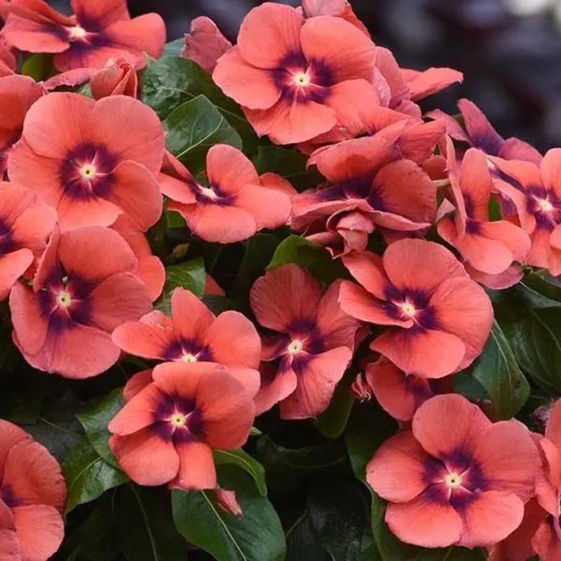Vinca Tattoo Tangerine Flower Seeds