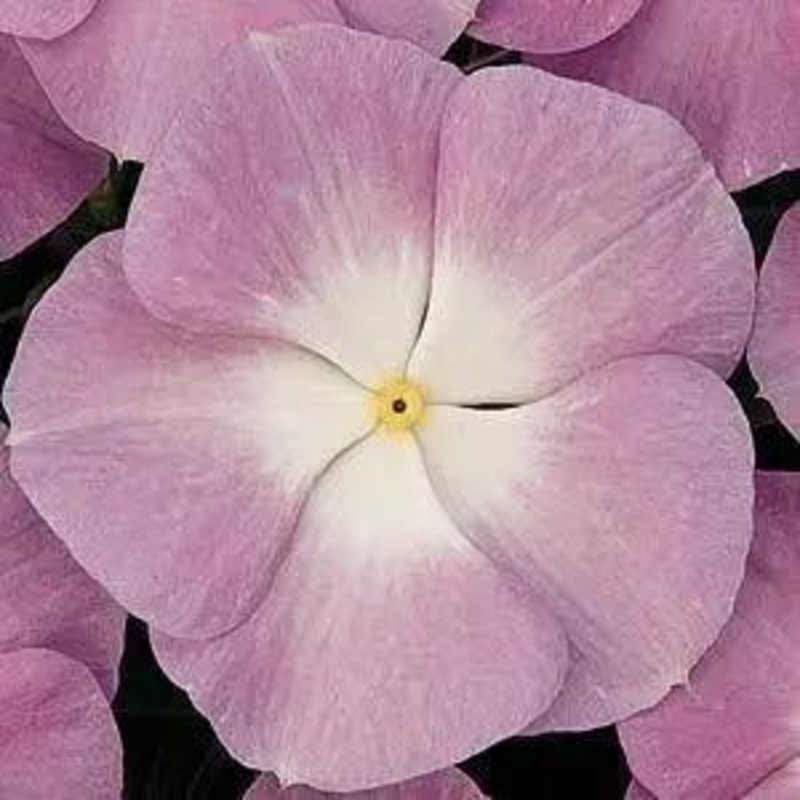 Vinca Titan Lavender Blue Halo Flower Seeds