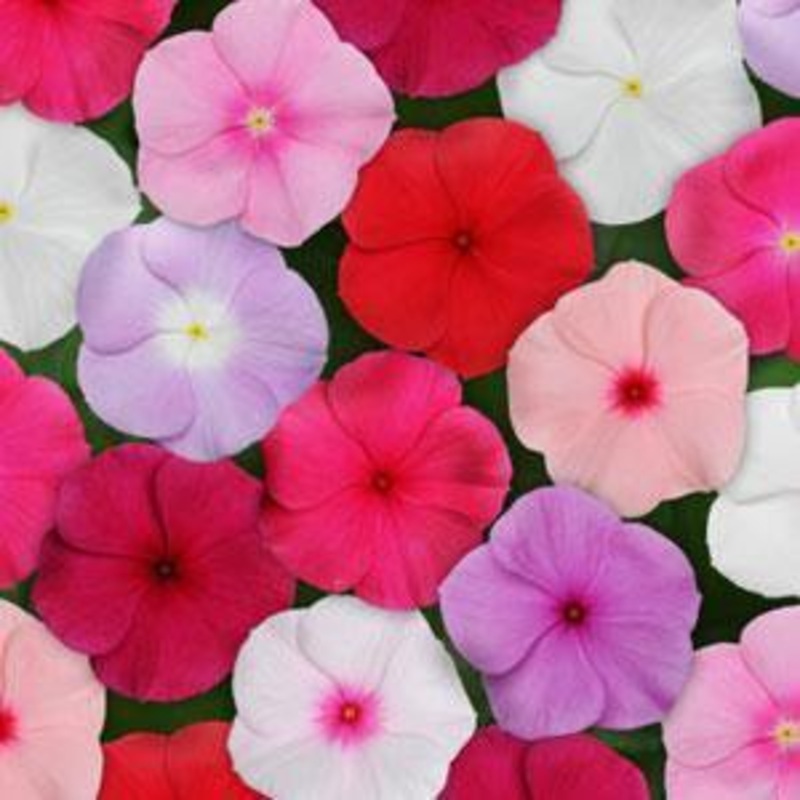 Vinca Titan Mix Flower Seeds