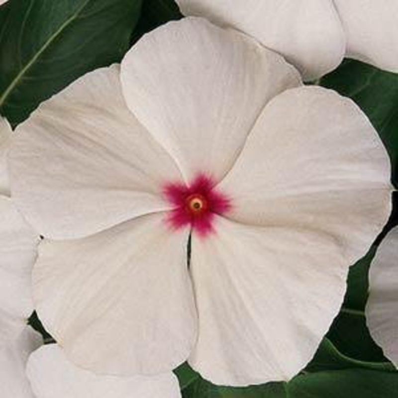 Vinca Titan Polka Dot Flower Seeds