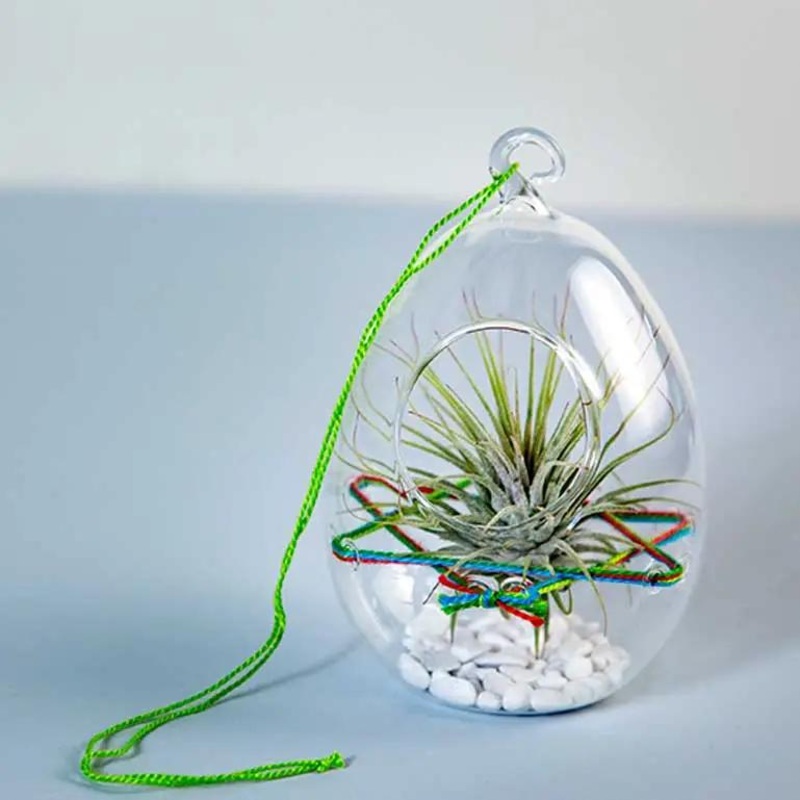 Woven Strand Air Plant