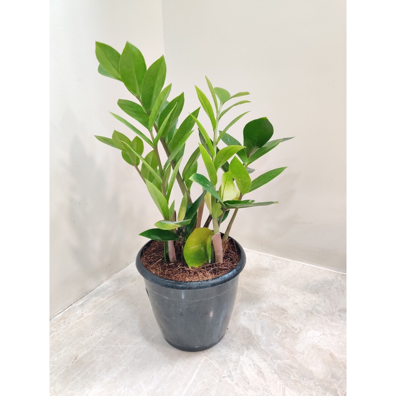 Zamia Variegated Plant