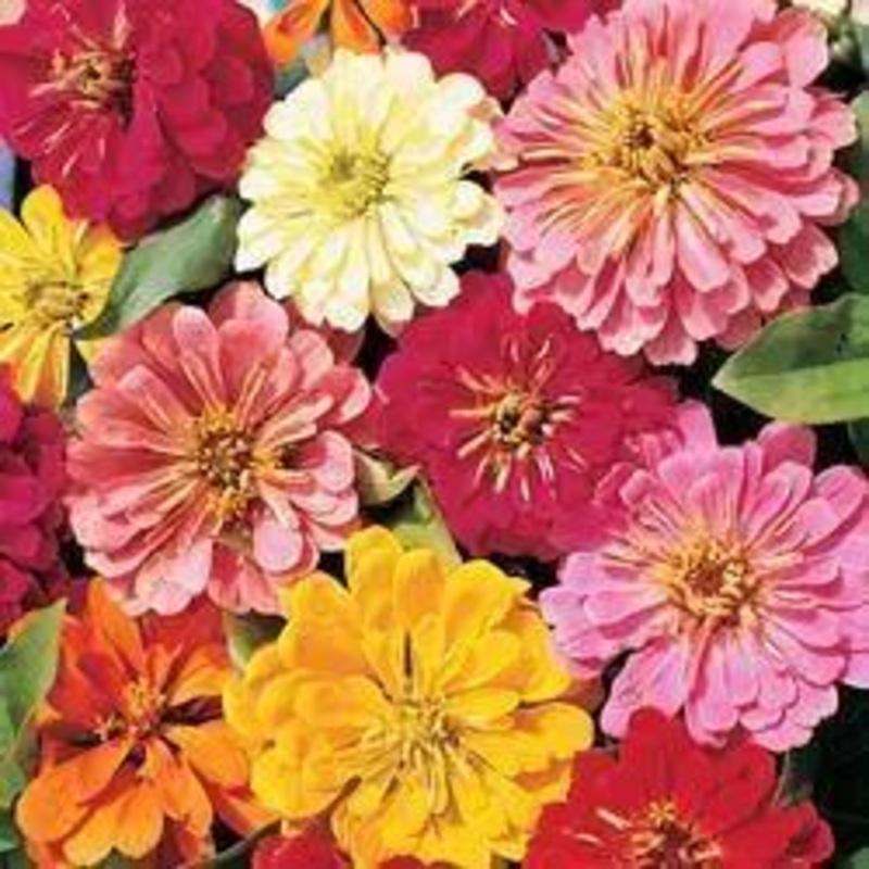 Zinnia Double Magellan Mix Flower Seeds
