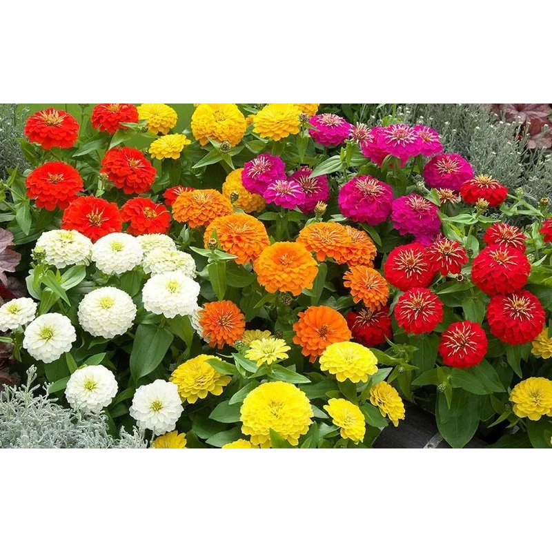 Zinnia Preciosa Mix Flower Seeds