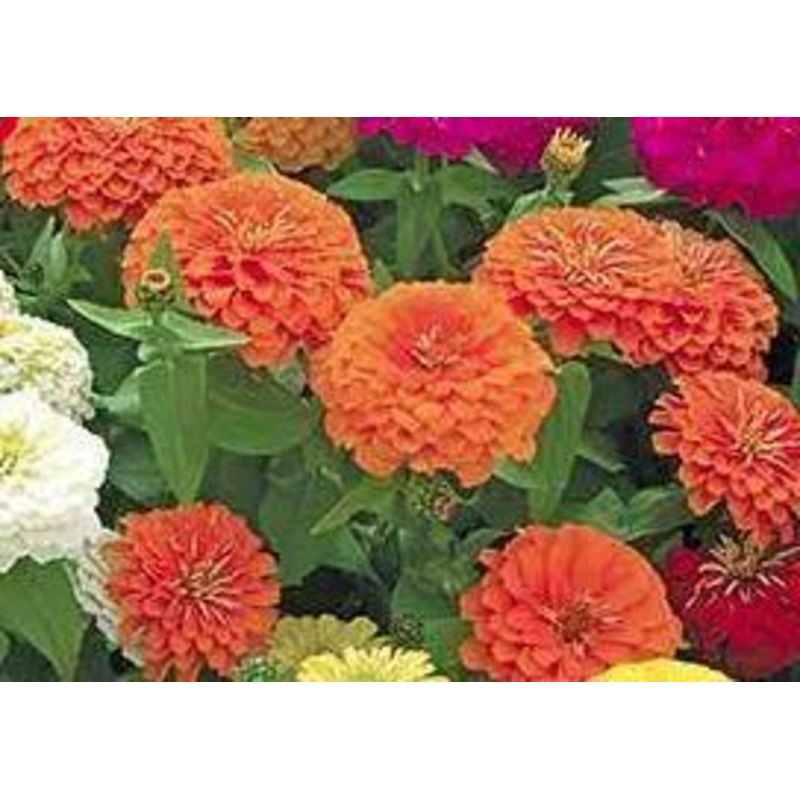 Zinnia Preciosa Orange Flower Seeds