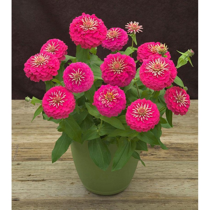 Zinnia Preciosa Pink Flower Seeds