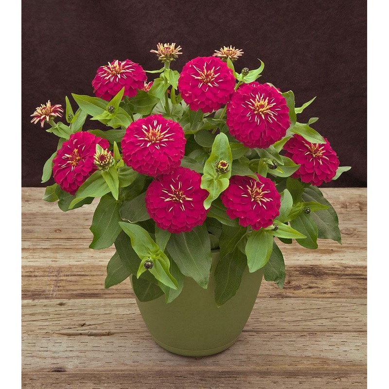 Zinnia Preciosa Rose Flower Seeds