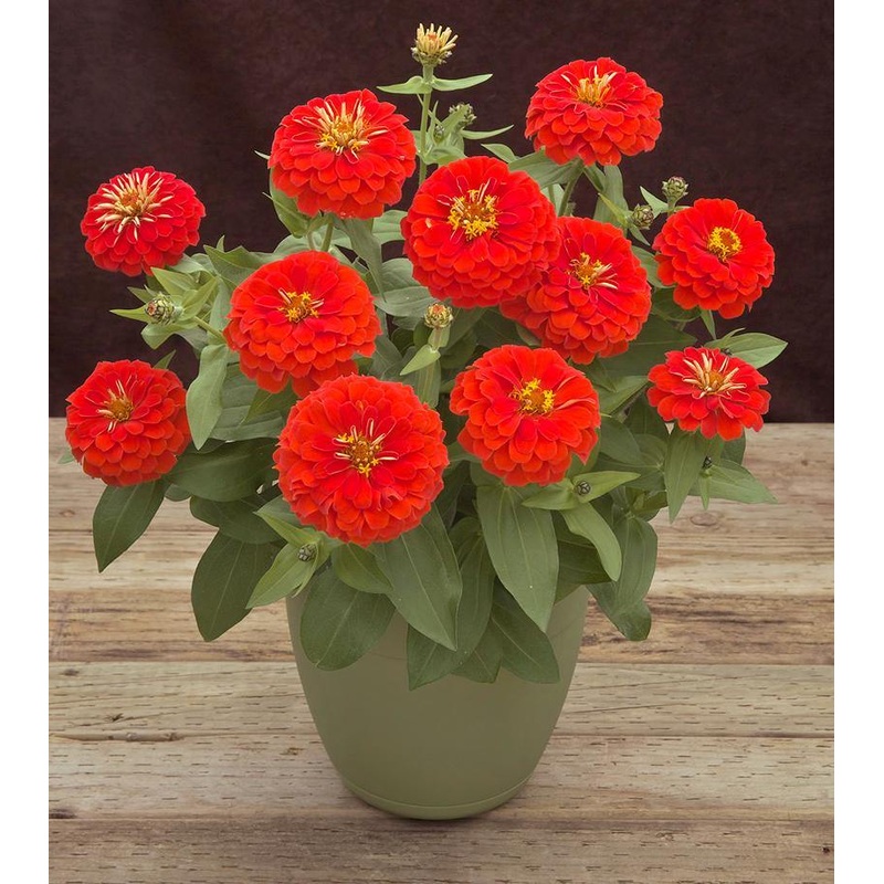 Zinnia Preciosa Scarlet Flower Seeds