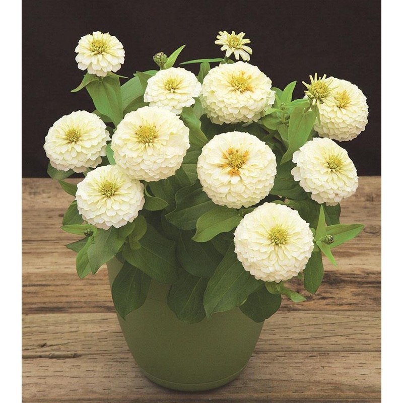 Zinnia Preciosa White Flower Seeds