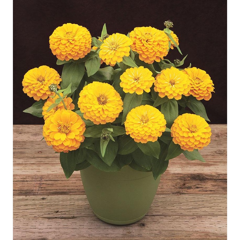 Zinnia Preciosa Yellow Flower Seeds