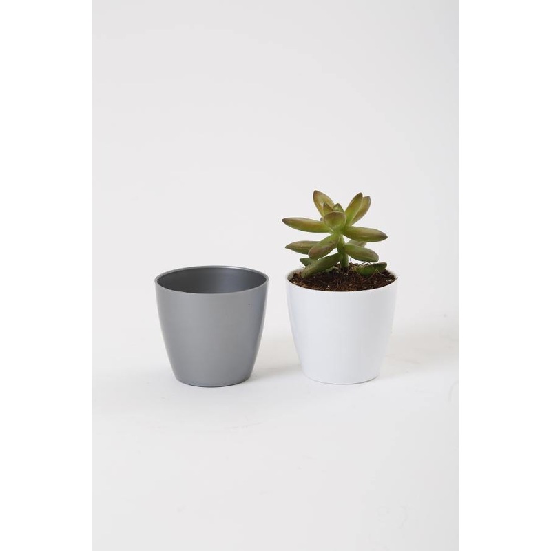 2.5 Inch Gray Singapore Pot (67mm)