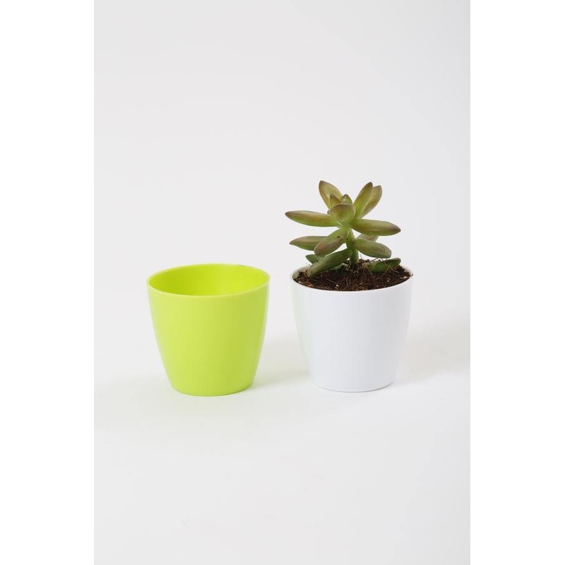 2.5 Inch Green Singapore Pot (67mm)