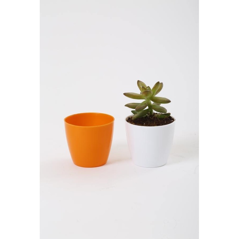 2.5 Inch Orange Singapore Pot (67mm)