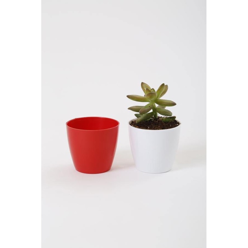 2.5 Inch Red Singapore Pot (67mm)